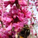 Cercis chinensis fleur detail P1B P6